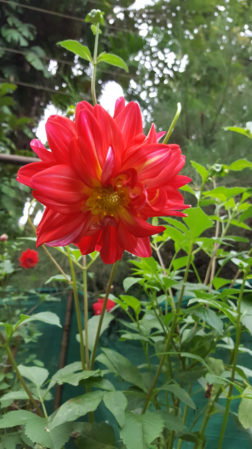 ಕಗ್ಗ ದರ್ಶನ – 28