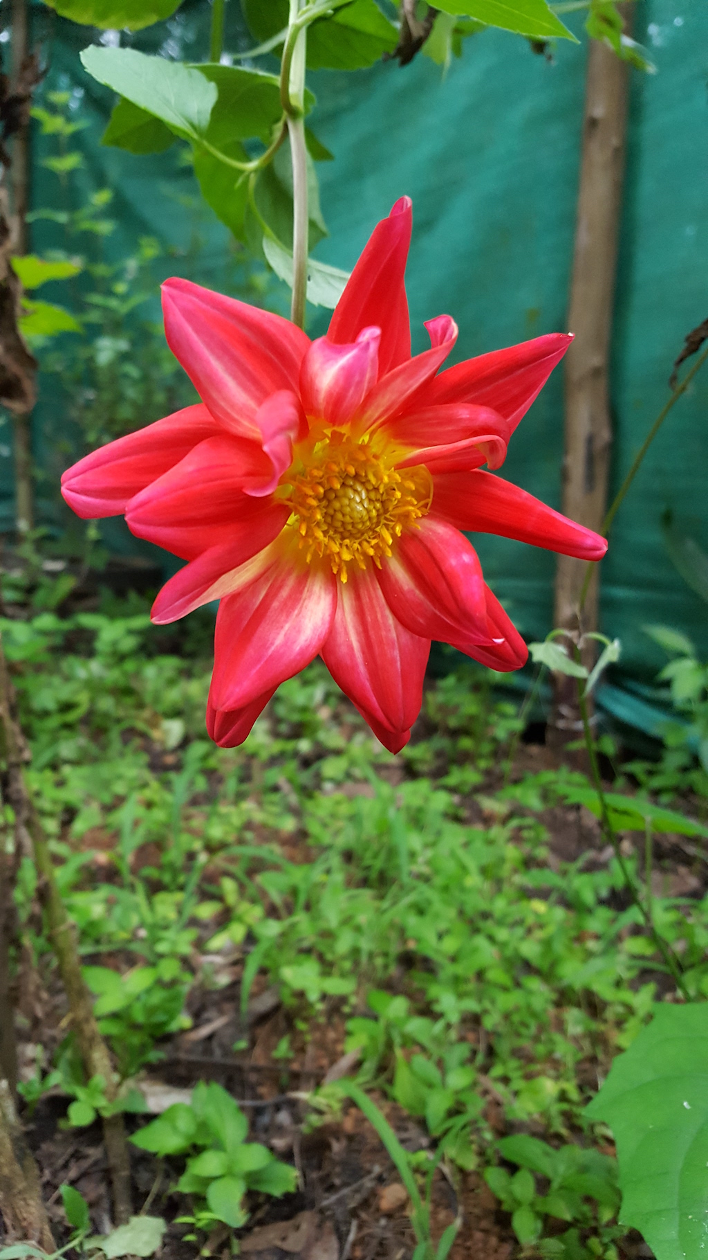 ಕಗ್ಗ ದರ್ಶನ – 29