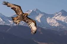 ಹೊಸ ಬದುಕಿನತ್ತ ಹಾರಿದ ಮರಿಗಿಡುಗ