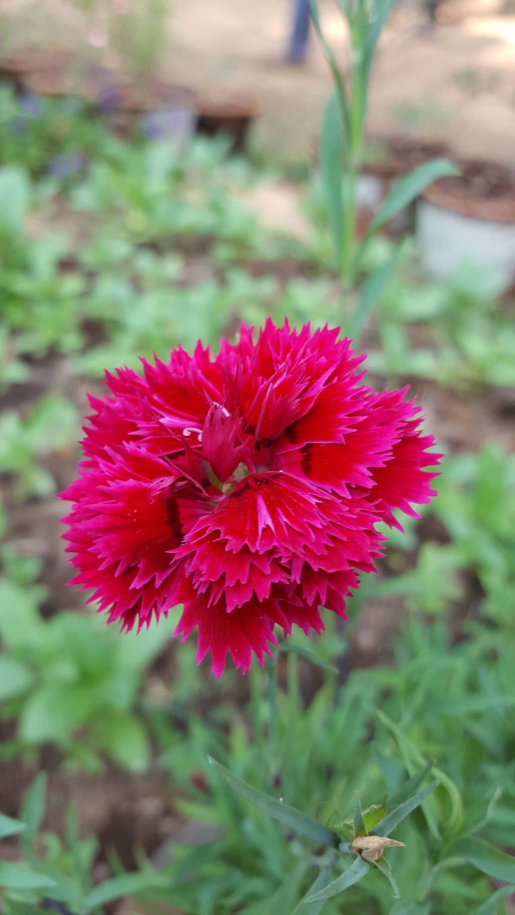 ಕಗ್ಗ ದರ್ಶನ – 30