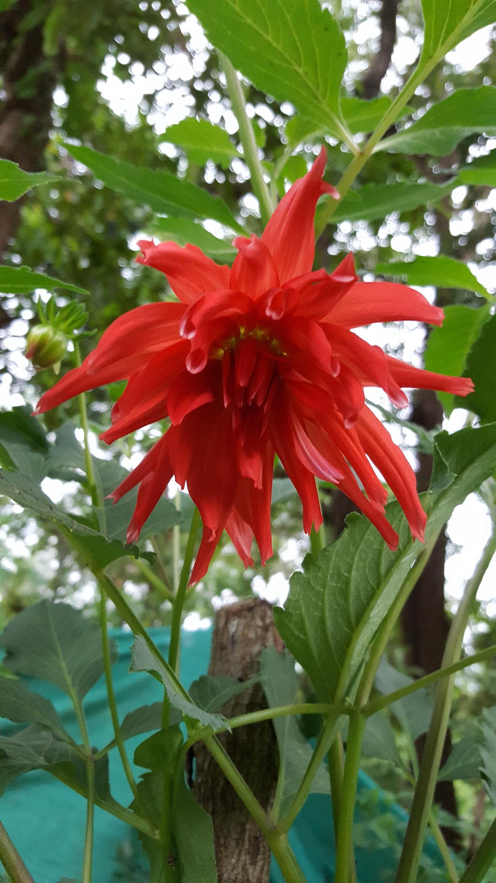 ಕಗ್ಗ ದರ್ಶನ – 32