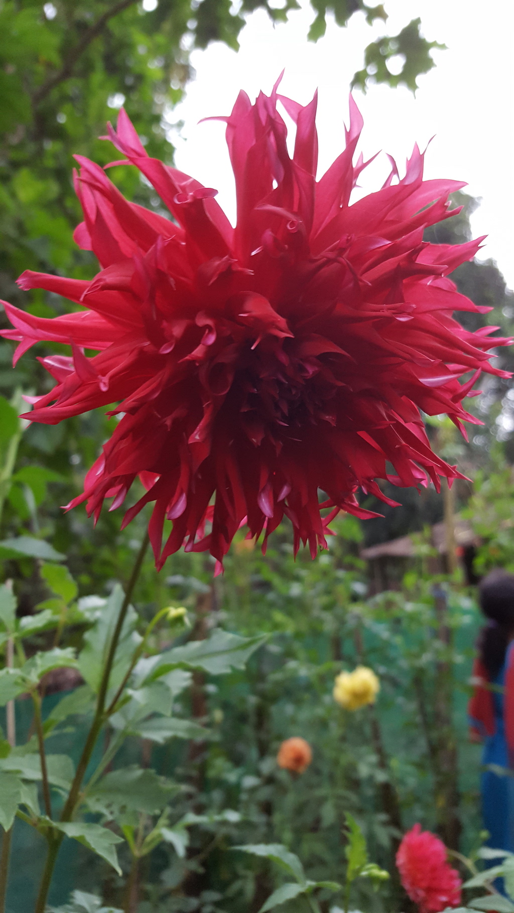 ಕಗ್ಗ ದರ್ಶನ – 33 