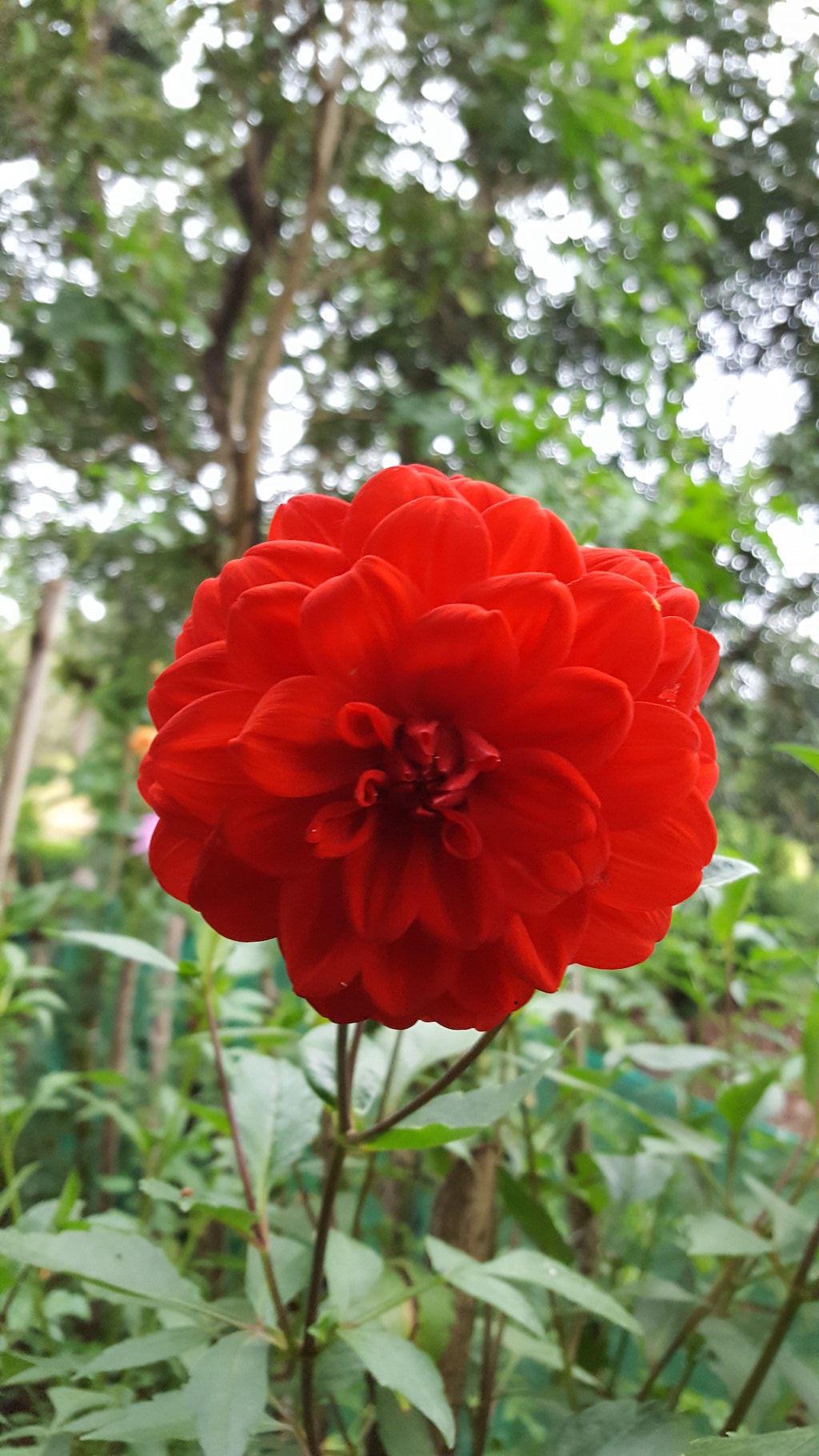 ಕಗ್ಗ ದರ್ಶನ – 34