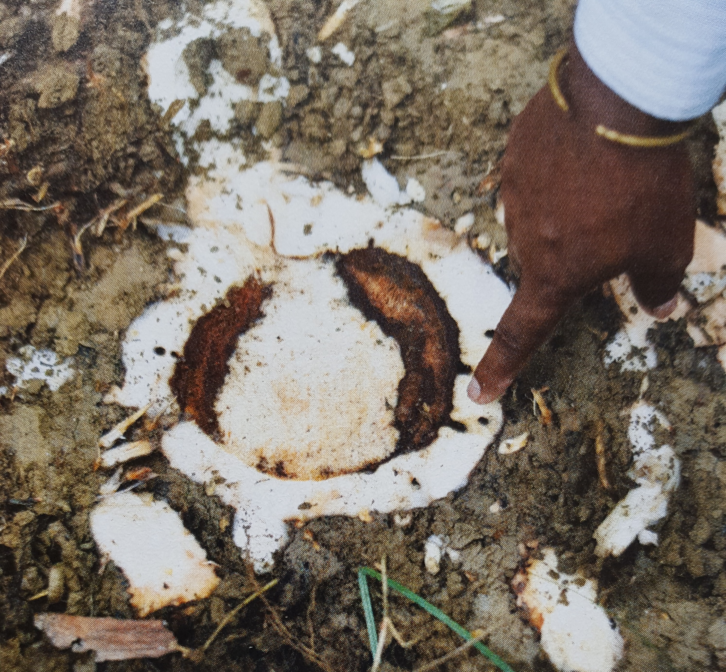 ಪನಾಮಾ ಸೊರಗು ರೋಗಕ್ಕೆ ಬಾಳೆ ಬೆಳೆ ಬಲಿ