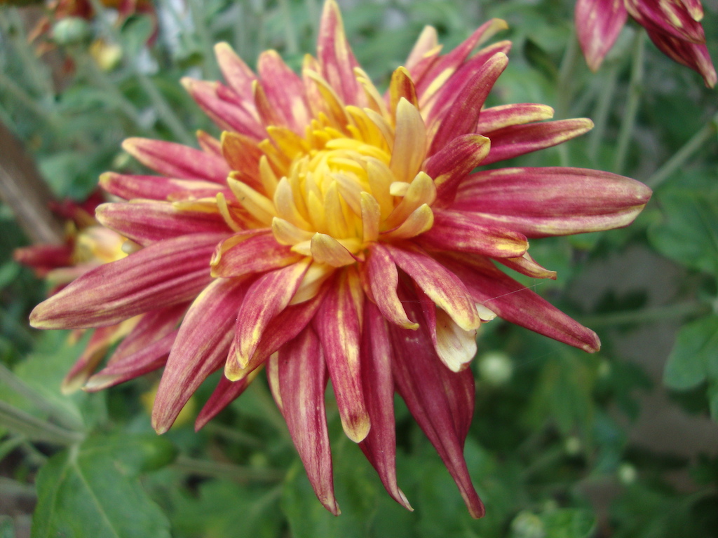 ಕಗ್ಗ ದರ್ಶನ – 38