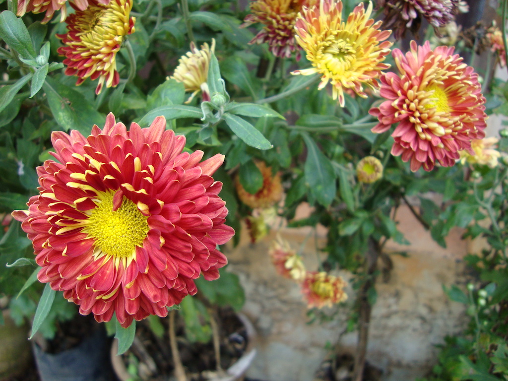 ಕಗ್ಗ ದರ್ಶನ - 39