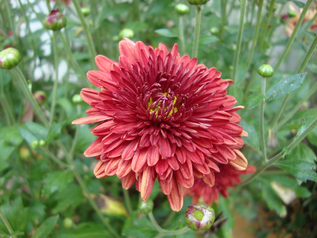 ಕಗ್ಗ ದರ್ಶನ - 40