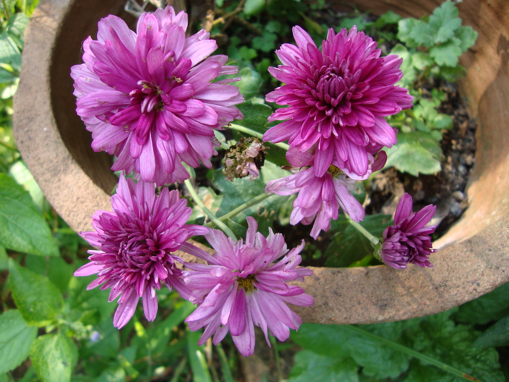 ಕಗ್ಗ ದರ್ಶನ – 41