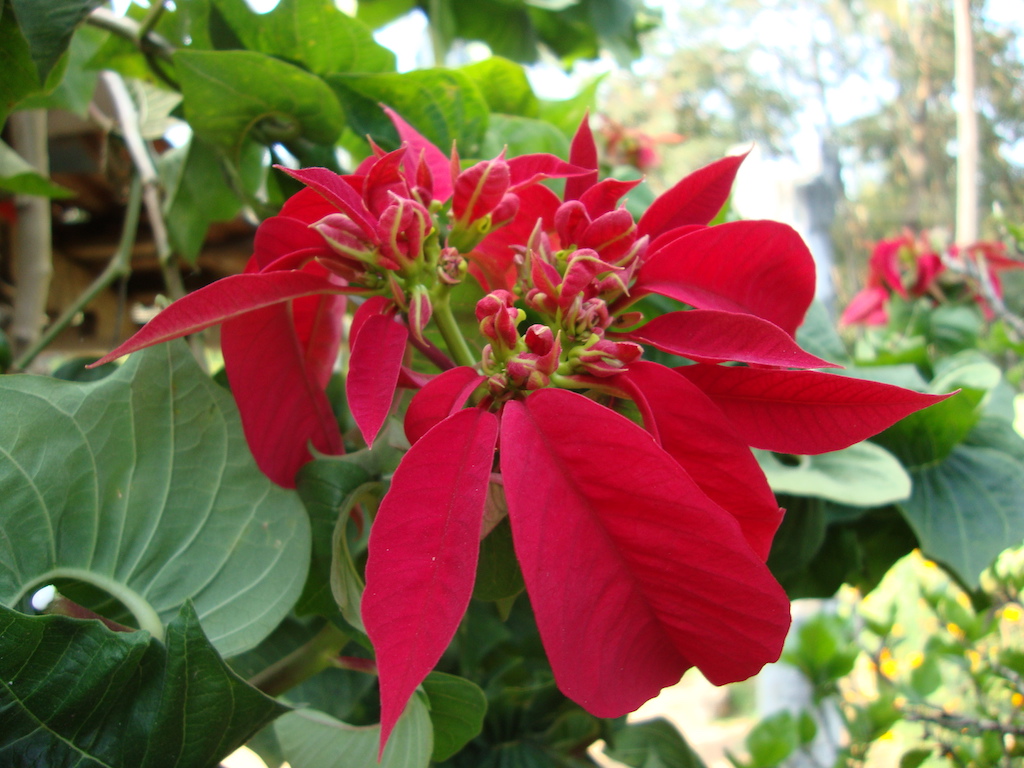 ಕಗ್ಗ ದರ್ಶನ – 42