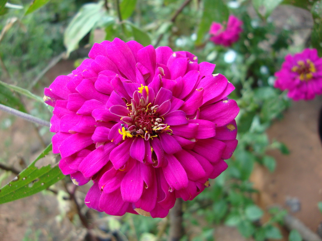 ಕಗ್ಗ ದರ್ಶನ – 43