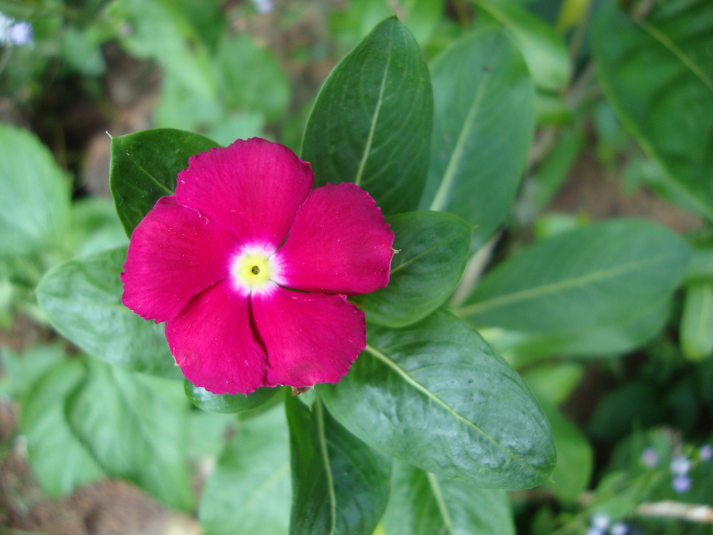 ಕಗ್ಗ ದರ್ಶನ – 44