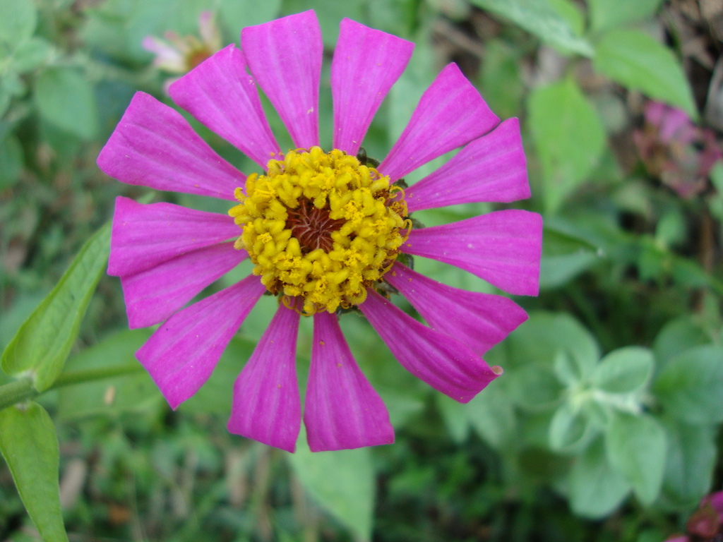 ಕಗ್ಗ ದರ್ಶನ – 46 