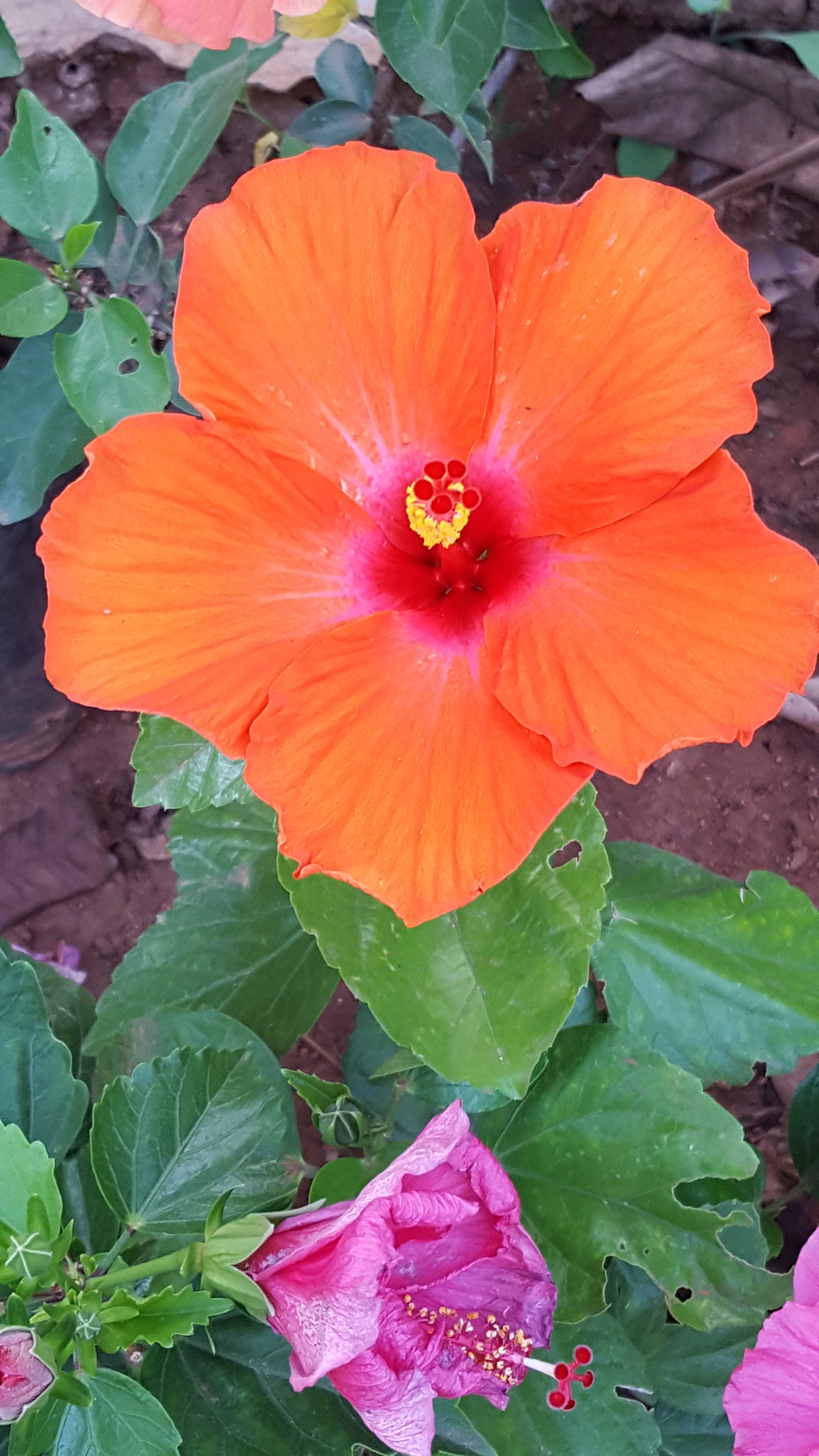 ಕಗ್ಗ ದರ್ಶನ – 47