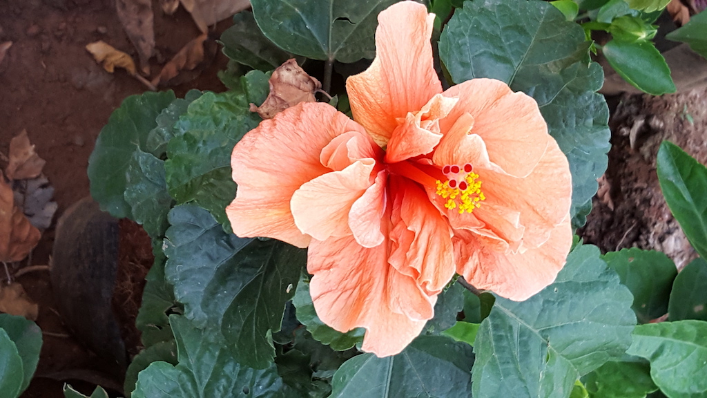 ಕಗ್ಗ ದರ್ಶನ – 48