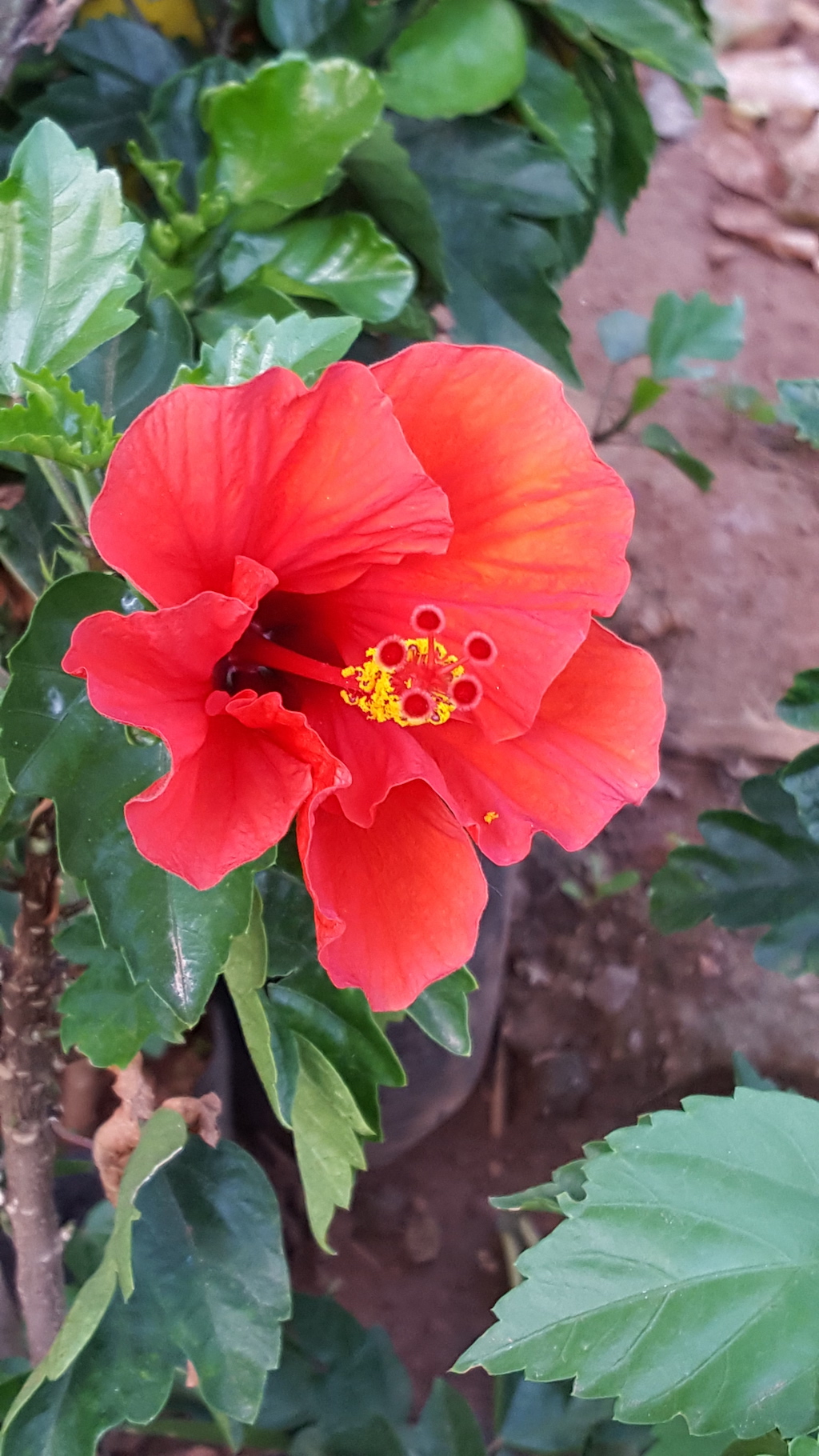 ಕಗ್ಗ ದರ್ಶನ – 49 