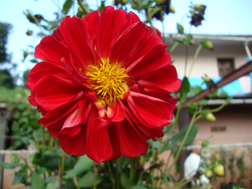 ಕಗ್ಗ ದರ್ಶನ – 50